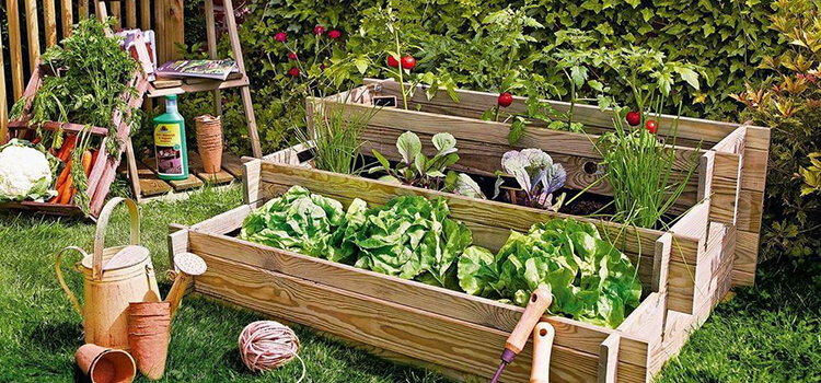 Cultiva ensaladas en la balcón de tu casa con vermicompost