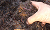 Los gusanos trabajadores de Vermiculture Innovation haciendo humus de lombriz