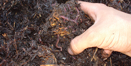 Artículo Los gusanos trabajadores de Vermiculture Innovation haciendo vermicompost